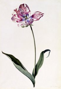 Tulipa, c.1745 (gravura colorida à mão) de Georg Dionysius Ehret